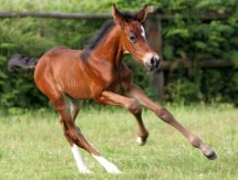 horse breeding in Tuscany Italy