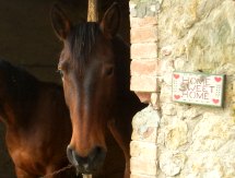 Pferdezucht Volterra Toskana Italien