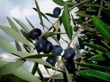 olive oil Tuscany