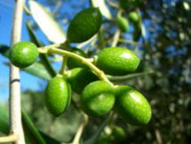 olive oil farming in Tuscany Italy